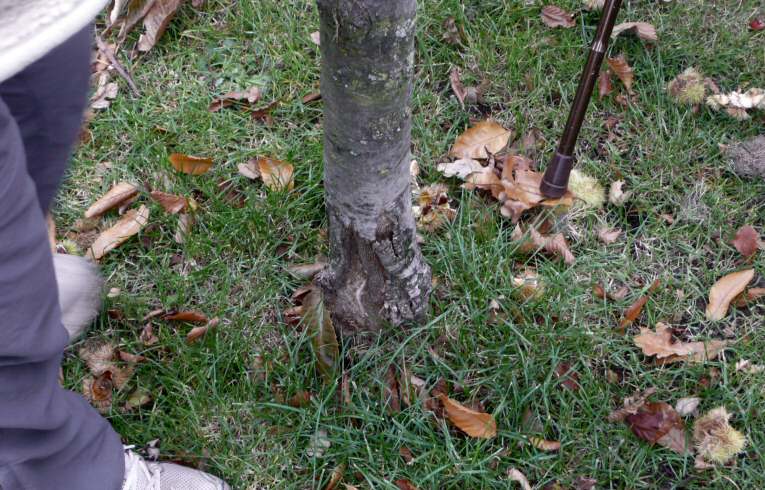 Sweet Chestnut
