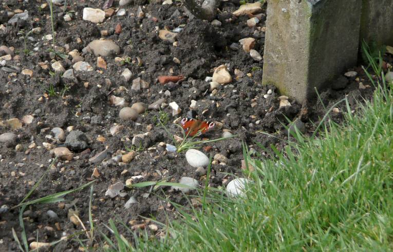 Peacock Butterfly