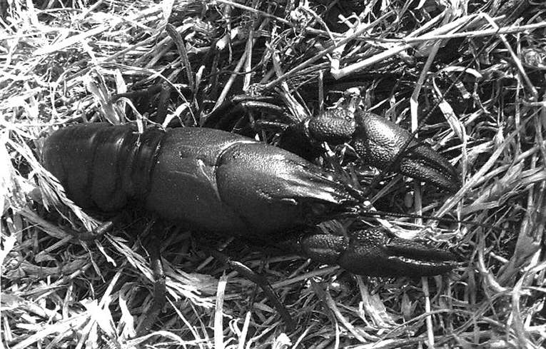 Pacifastacus leniusculus