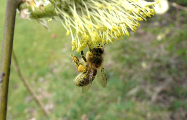 Honey Bee