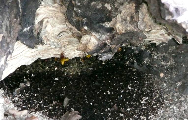 Hornet's Nest