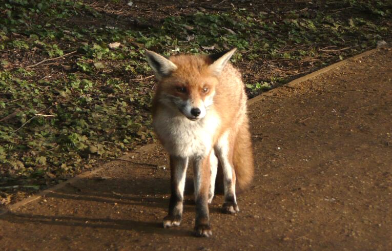 Fox
