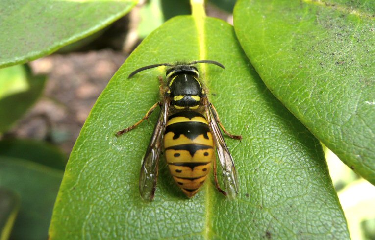 Common Wasp