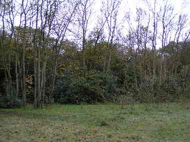 Grey Poplar, Bush Wood