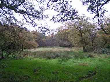 The large pond, Bush Wood