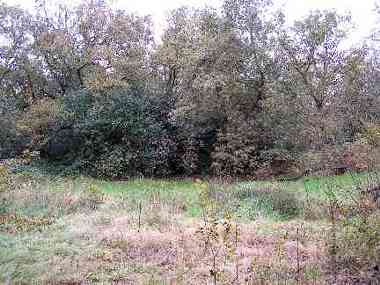 The small pond, Bush Wood