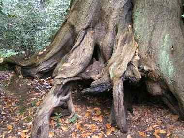 The Witches Tree - Bush Wood