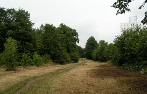 Bush Wood