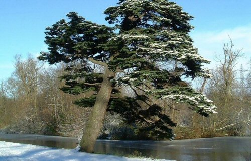 Cedar of Lebanon, Wanstead Park