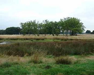 Wanstead Flats