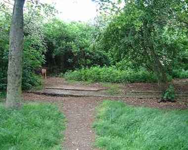 Wanstead Flats