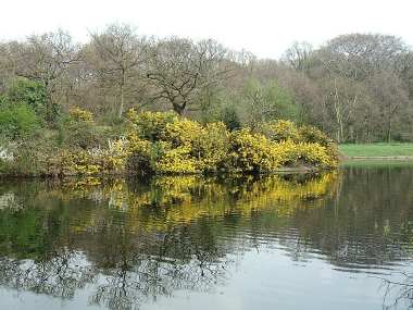 Heronry Pond