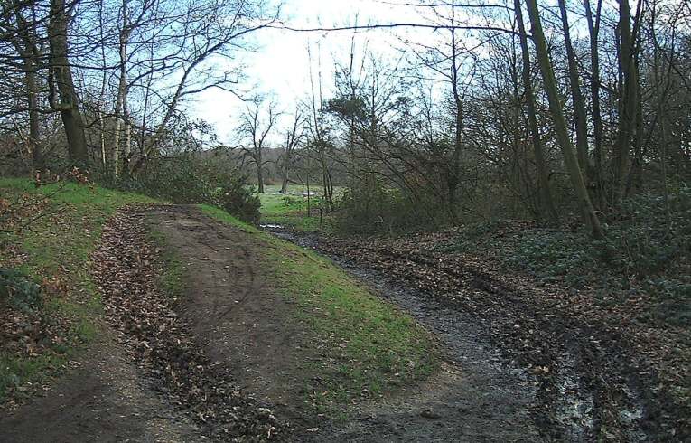 Wanstead Park - Reservoir Wood