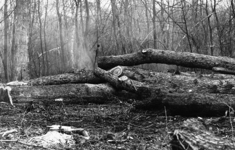 Elms in Warren Wood, Wanstead Park