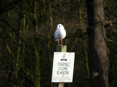 Wanstead Park
