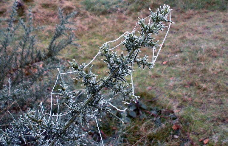 Frost on Broom