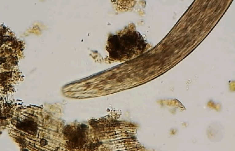alga - Euglena sp.