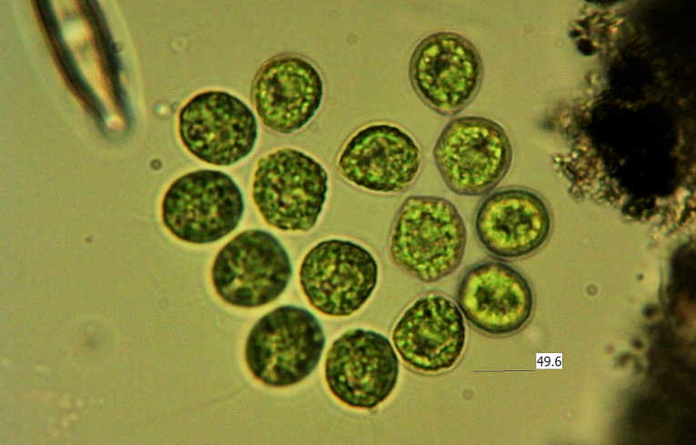 alga - Gonium