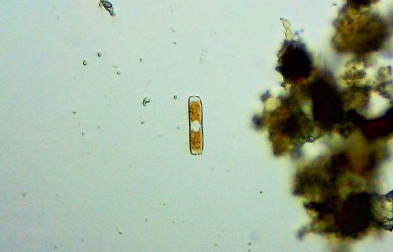 alga - Diatom