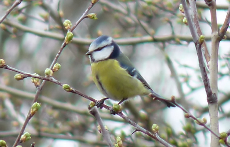 Blue Tit