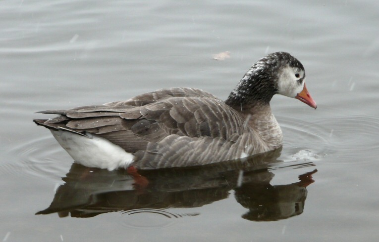Greylag?Canada Goose hybrid