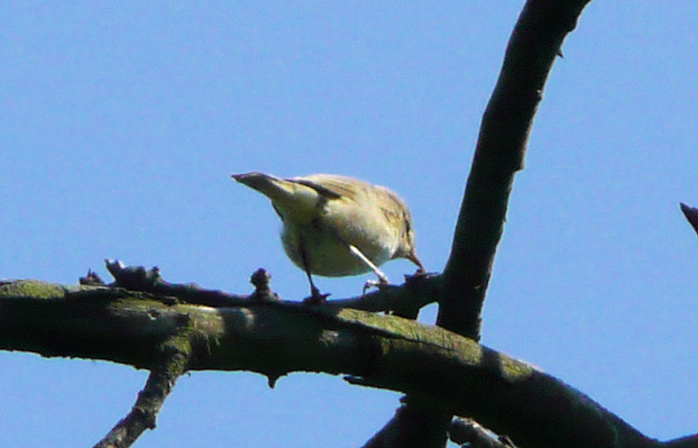 Chiffchaff