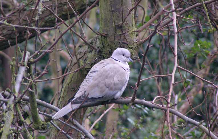 Collared Dove