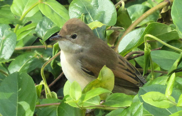 Common Redstart