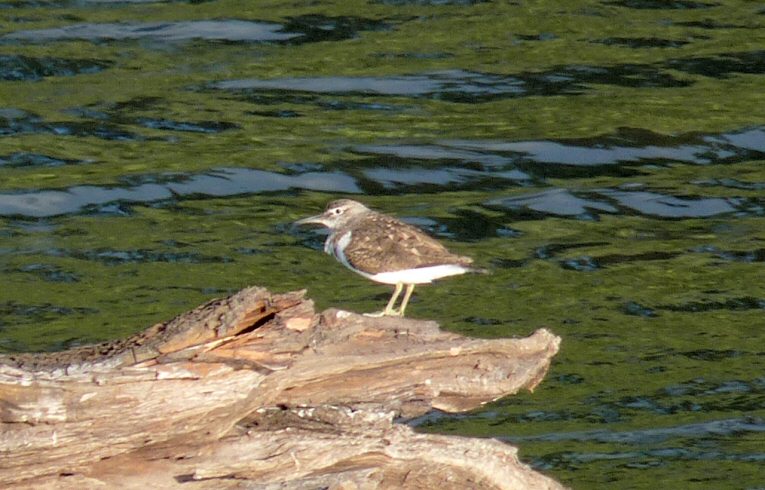 Common Sandpiper