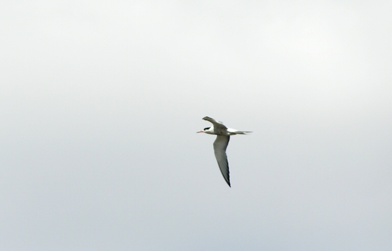 Common Tern