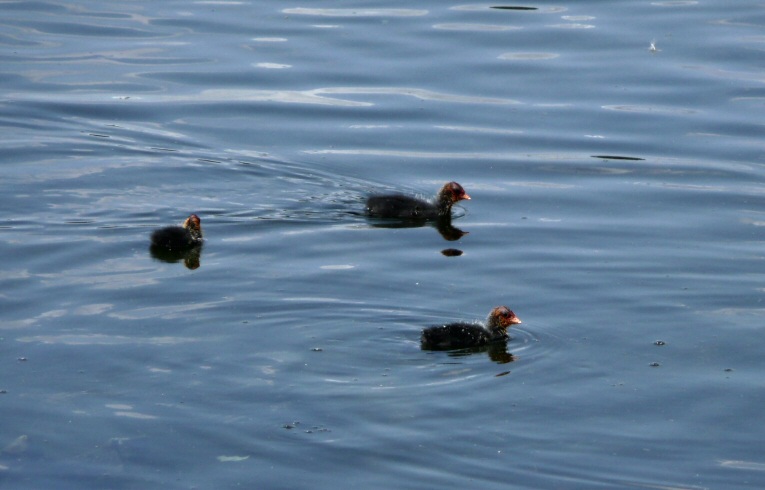 Coot chicks