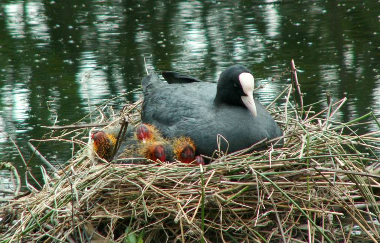 Coot Chicks