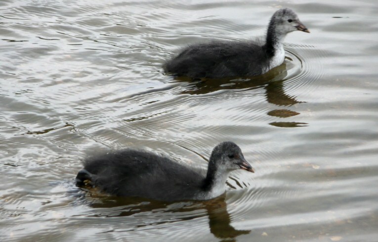 Coots