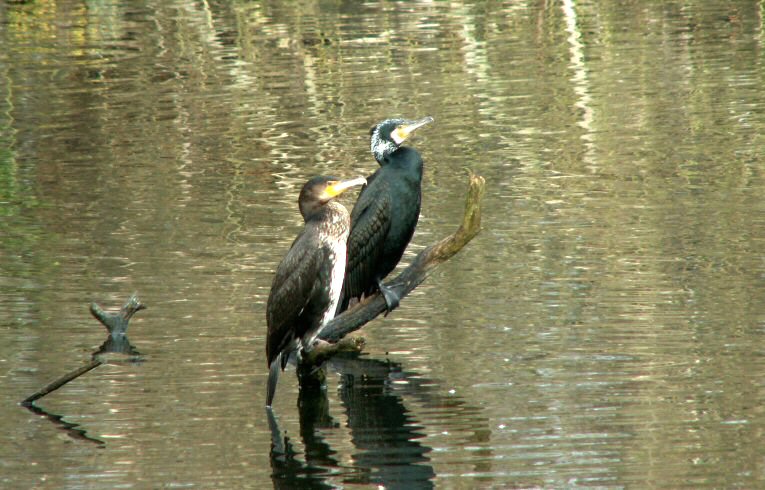 Cormorants