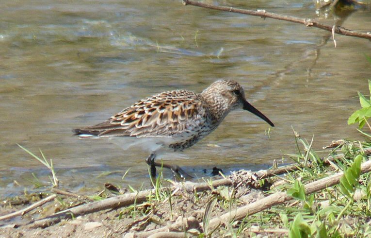 Dunlin