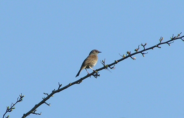 Dunnock