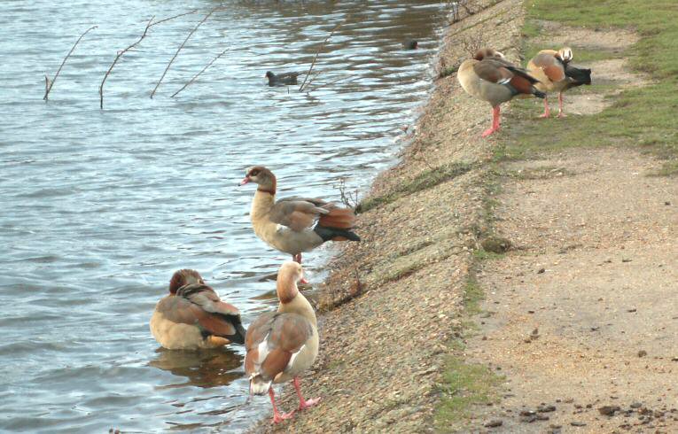 Egyptian Geese