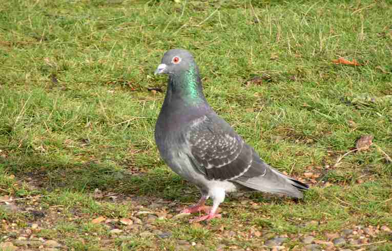 Feral Pigeon