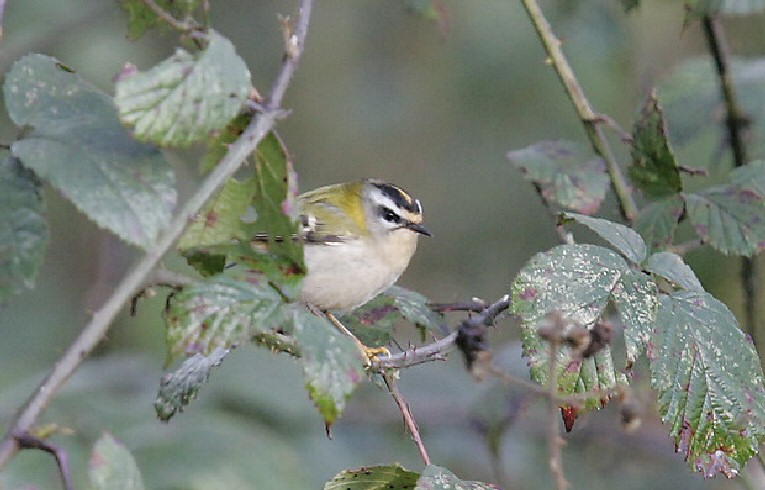 Firecrest