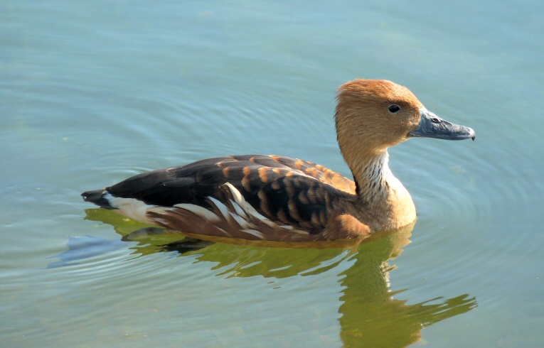 Fulvous Whistling Duck