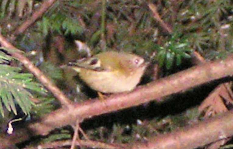 Goldcrest