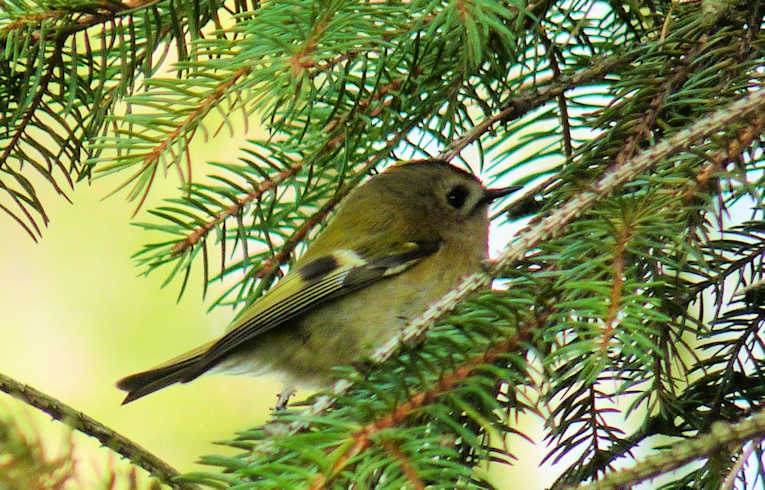 Goldcrest