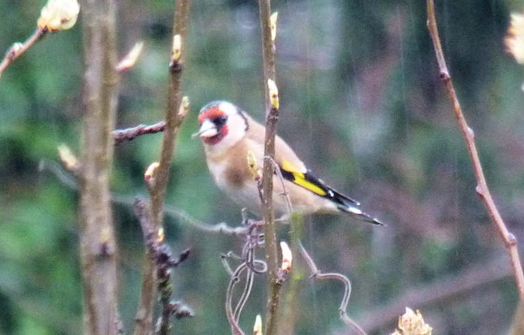 Goldfinch