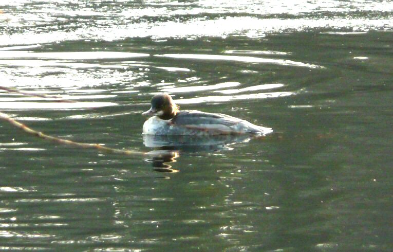 Goosander