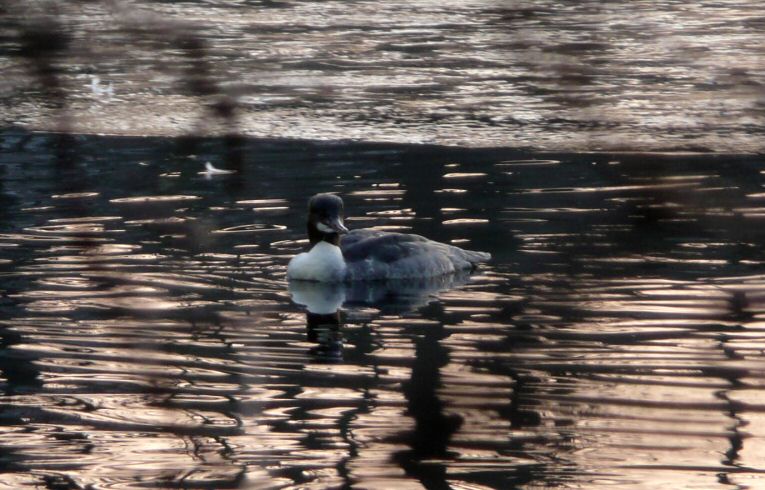 Goosander