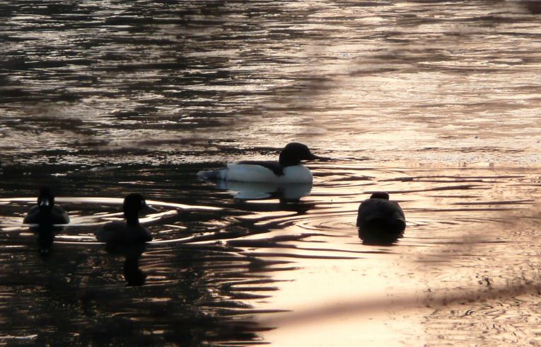 Goosander