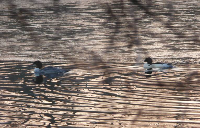 Goosander