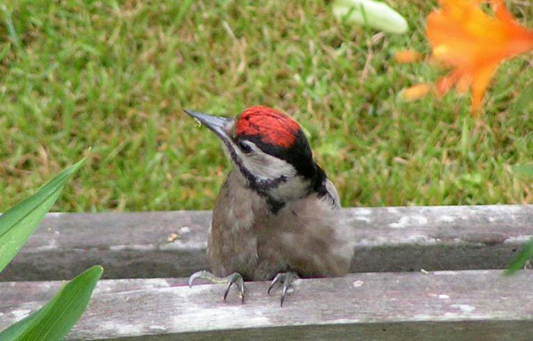Great Spotted Woodpecker
