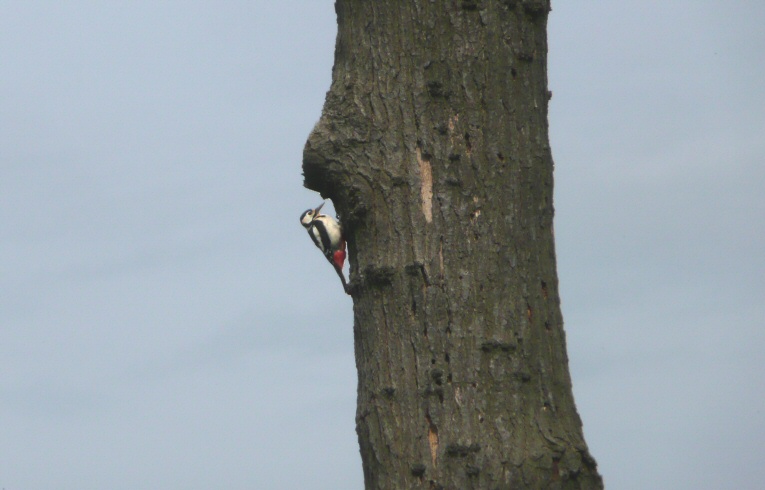 Great Spotted Woodpecker