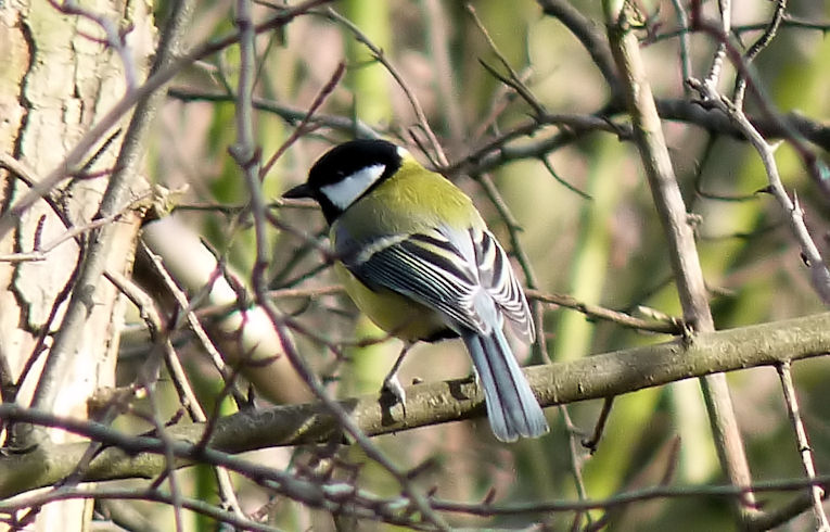 Great Tit